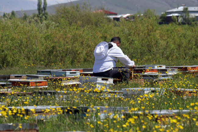 Tescilli 'geven balı'nda hasat zamanı